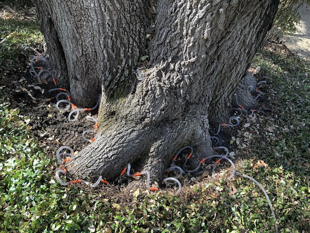 Detailed Tree Cabling and Bracing job site in Sayreville