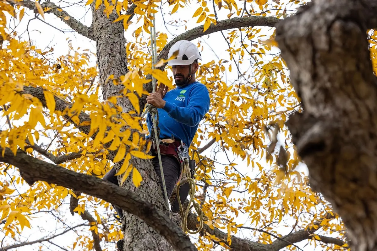 Skilled Tree Pruning crew working in Sayreville