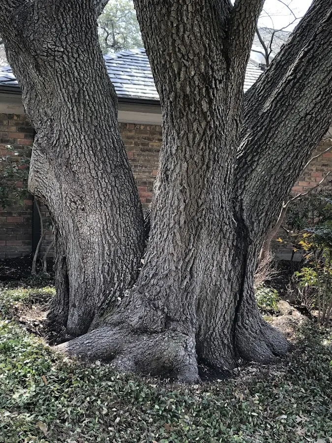 Mature heritage tree close to a Sayreville property cared for by certified arborists